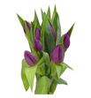 Tulipan duet 38 - TULDUE