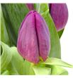 Tulipan duet 38 - TULDUE1