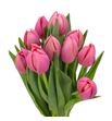 Tulipan etched salmon 37 - TULETCSAL