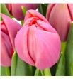 Tulipan etched salmon 37 - TULETCSAL1