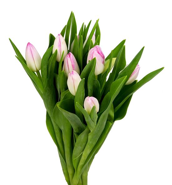 Tulipan first class 38 - TULFIRCLA