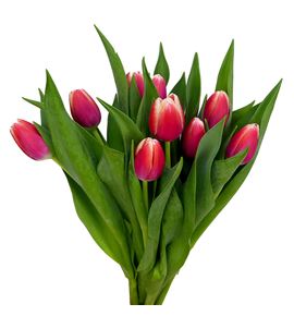 Tulipan hol outfit 36 - TULOUT