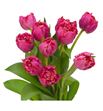 Tulipan la mour 40 - TULLAMOU