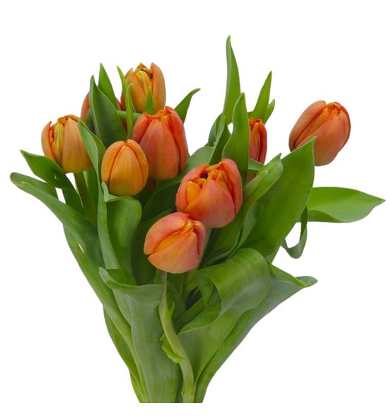 Tulipan lorenzo 36 - TULLOR