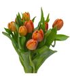 Tulipan lorenzo 36 - TULLOR
