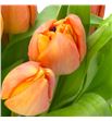 Tulipan lorenzo 36 - TULLOR1