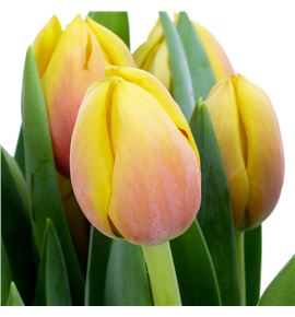 Tulipan marit 39 - TULMAR