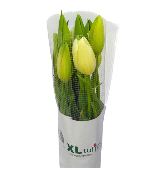 Tulipan maureen 65 - TULMAUXL