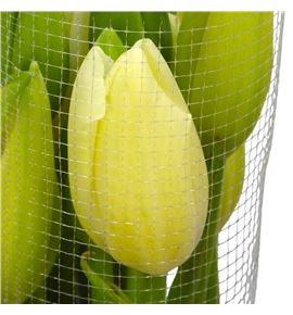 Tulipan maureen 65 - TULMAUXL