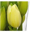 Tulipan maureen 65 - TULMAUXL1