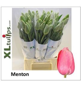 Tulipan menton 55 - TULMEN