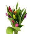 Tulipan mixto 35 - TULMIX