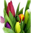 Tulipan mixto 35 - TULMIX1