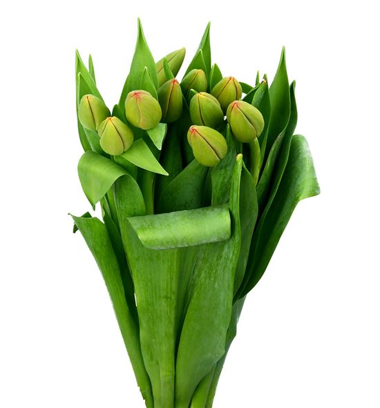 Tulipan novi sun 40 - TULNOVSUN