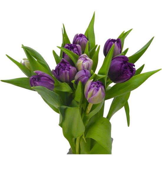 Tulipan python 42 - TULPYT