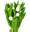 Tulipan royal virgin 30 - TULROYVIR