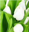 Tulipan royal virgin 30 - TULROYVIR1