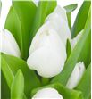 Tulipan royal virgin 30 - TULROYVIR2