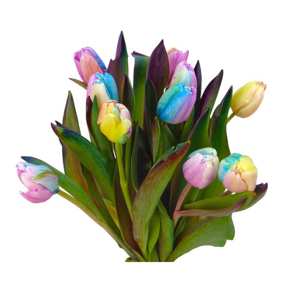 Tulipan tenido rainbow pastel 40 - TULRAIPAS