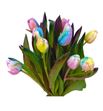 Tulipan tenido rainbow pastel 40 - TULRAIPAS