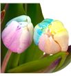 Tulipan tenido rainbow pastel 40 - TULRAIPAS1