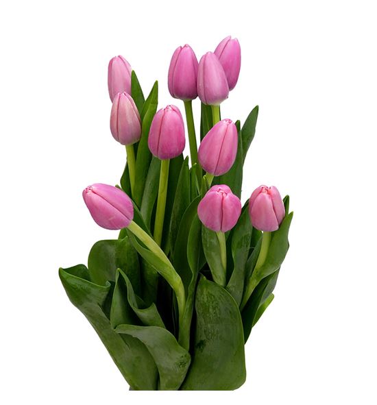 Tulipan tresor 40 - TULTRE