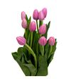 Tulipan tresor 40 - TULTRE