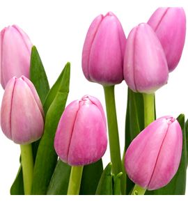 Tulipan tresor 40 - TULTRE