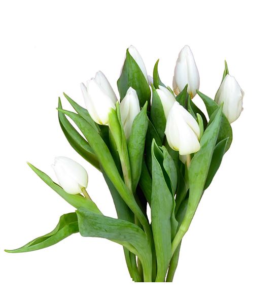 Tulipan white prince 35 - TULWHIPRI