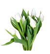 Tulipan white prince 35 - TULWHIPRI