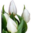 Tulipan white prince 35 - TULWHIPRI1