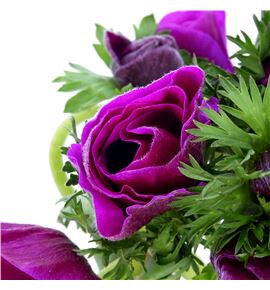 Anemona marianne orchid 40 - ANEMARORC