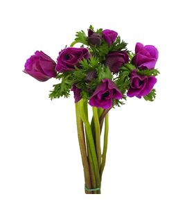 Anemona marianne orchid 40 - ANEMARORC