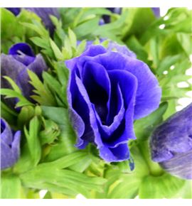 Anemona galil azul 36 - ANEGALAZU