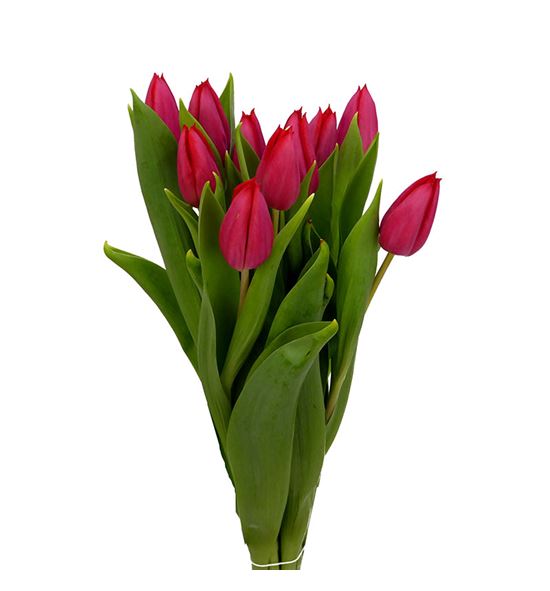 Tulipan first star 38 - TULFIRSTA