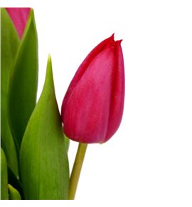 Tulipan first star 38 - TULFIRSTA