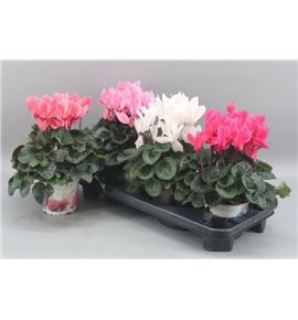 Pl. cyclamen persicum sup 30cm x3 - CYCPERSUP31330