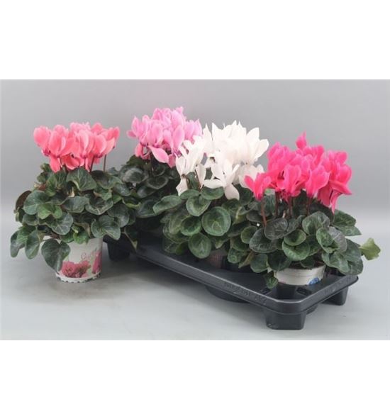 Pl. cyclamen persicum sup 30cm x3 - CYCPERSUP31330