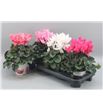 Pl. cyclamen persicum sup 30cm x3 - CYCPERSUP31330