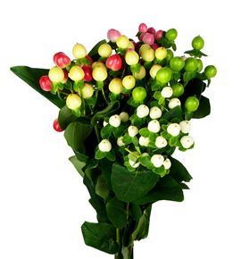 Hypericum coco mixto 50 - HYPCOCMIX