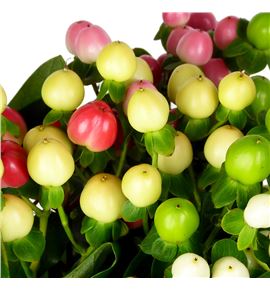 Hypericum coco mixto 50 - HYPCOCMIX