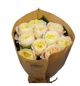 Rosa hol priscila 60 - RGRPRIS