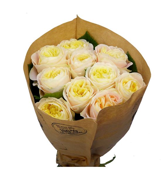 Rosa hol priscila 60 - RGRPRIS