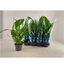 Pl. spathiphyllum strauss 55cm x8 - SPASTR81355
