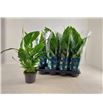Pl. spathiphyllum strauss 55cm x8 - SPASTR81355