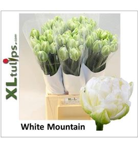 Tulipan white mountain xl 50 - TULWHIMONXL