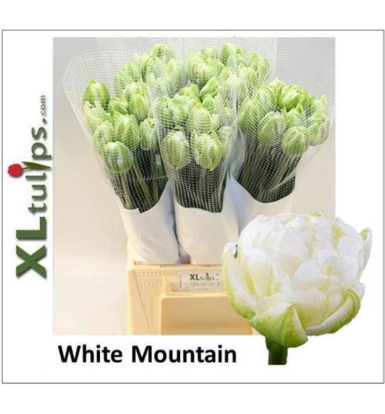 Tulipan white mountain xl 50 - TULWHIMONXL