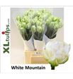 Tulipan white mountain xl 50 - TULWHIMONXL