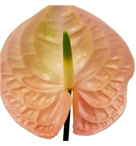 Anth evita pink x16 - ANTEVIPIN