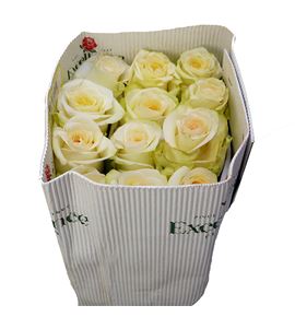 Rosa ecu candlelight 50 - RECAN